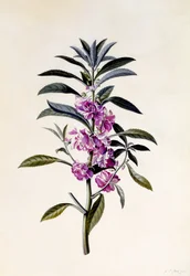 Balsamina da giardino, Impatiens balsamina, c.1746